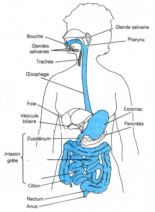 Anatomie de la vessie pdf