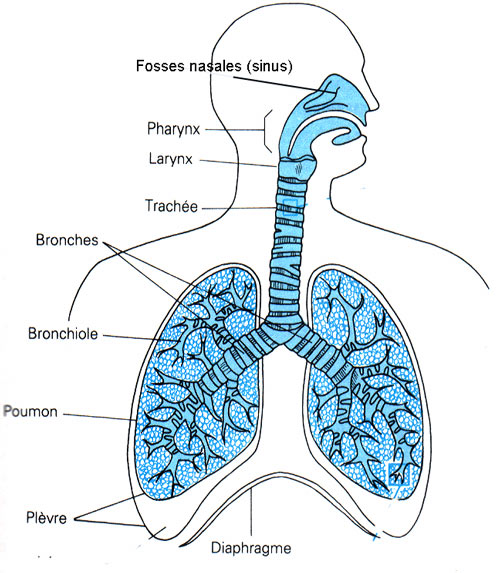 Système respiratoire : définition, schéma, liste d'organes